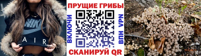 Псилоцибиновые грибы Cubensis  Гагарин 